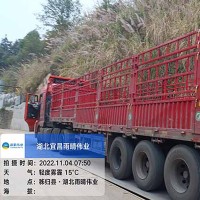 耐低温SBS改性沥青防水卷材