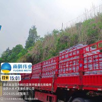JS防水涂料